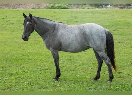 Tennessee walking horse, Mare, 9 years, 14.3 hh, Roan-Blue