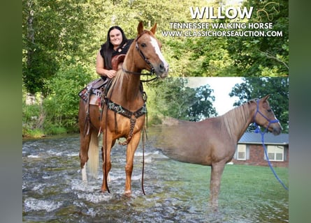 Tennessee walking horse, Mare, 9 years, 14 hh, Roan-Red