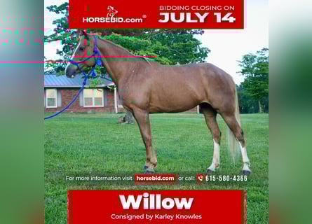 Tennessee walking horse, Mare, 9 years, 14,3 hh, Roan-Red