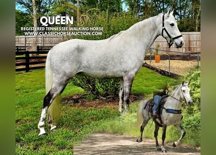 Tennessee walking horse, Mare, 9 years, 15 hh, Grey