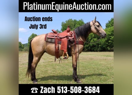 Tennessee walking horse, Merrie, 12 Jaar, 150 cm, Buckskin
