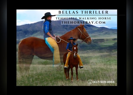 Tennessee walking horse, Merrie, 12 Jaar, 150 cm, Roodvos