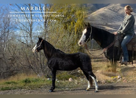 Tennessee walking horse, Merrie, 12 Jaar, 157 cm, Zwart