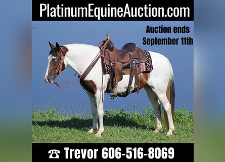 Tennessee walking horse, Merrie, 13 Jaar, 150 cm, Tobiano-alle-kleuren