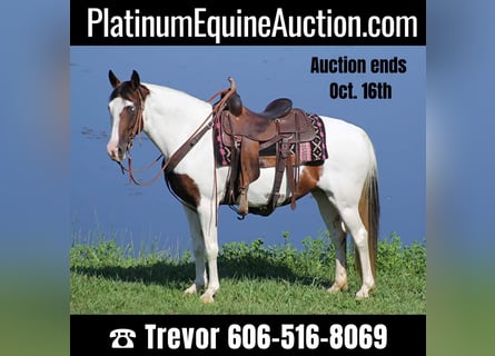 Tennessee walking horse, Merrie, 13 Jaar, 150 cm, Tobiano-alle-kleuren