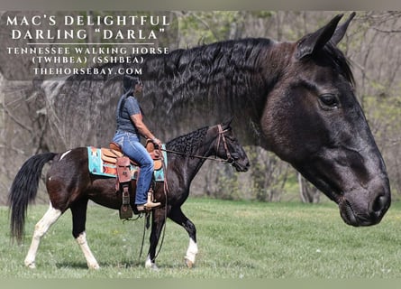 Tennessee walking horse, Merrie, 15 Jaar, 142 cm, Zwart