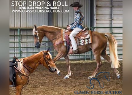 Tennessee walking horse, Merrie, 17 Jaar, 142 cm, Roodvos