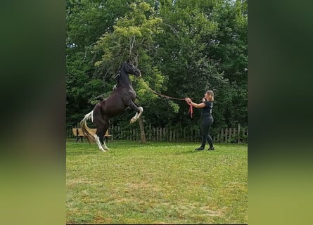 Tennessee walking horse, Merrie, 18 Jaar, 150 cm, Gevlekt-paard