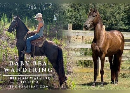Tennessee walking horse, Merrie, 3 Jaar, 157 cm, Zwart