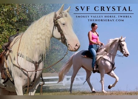 Tennessee walking horse, Merrie, 5 Jaar, 145 cm, Sabino