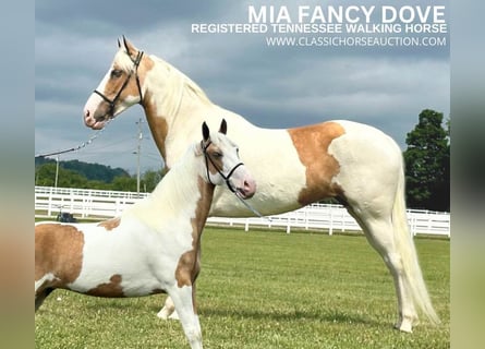 Tennessee walking horse, Merrie, 5 Jaar, 152 cm, Palomino