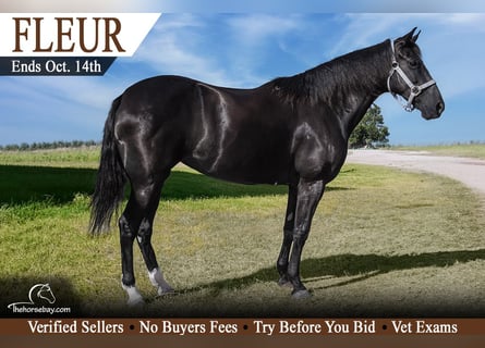 Tennessee walking horse, Merrie, 6 Jaar, 147 cm, Zwart