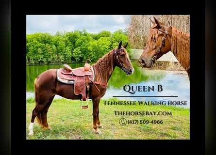 Tennessee walking horse, Merrie, 6 Jaar, 152 cm, Donkere-vos