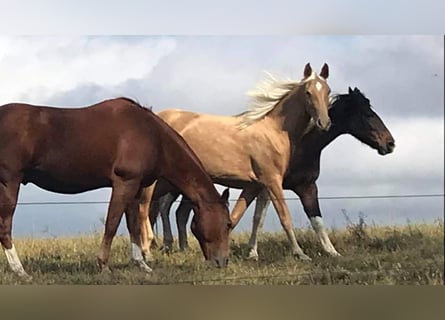 Tennessee walking horse, Merrie, 7 Jaar, 152 cm, Palomino