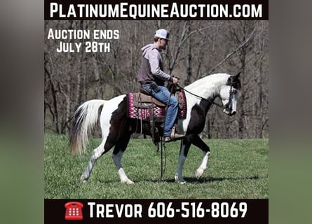 Tennessee walking horse, Ruin, 11 Jaar, 145 cm, Tobiano-alle-kleuren