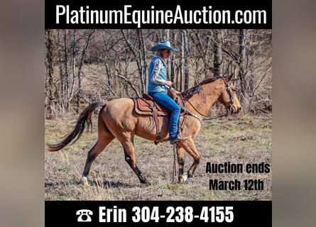 Tennessee walking horse, Ruin, 11 Jaar, 152 cm, Buckskin