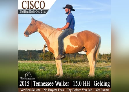 Tennessee walking horse, Ruin, 11 Jaar, 152 cm, Palomino