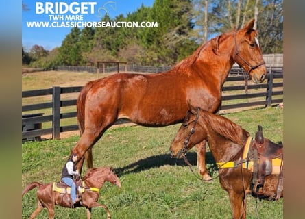 Tennessee walking horse, Ruin, 11 Jaar, 152 cm, Roodvos