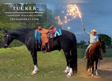 Tennessee walking horse, Ruin, 11 Jaar, 157 cm, Zwart