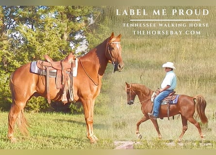 Tennessee walking horse, Ruin, 12 Jaar, 155 cm, Donkere-vos