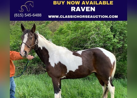 Tennessee walking horse, Ruin, 13 Jaar, 122 cm, Zwart