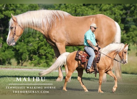 Tennessee walking horse, Ruin, 13 Jaar, 157 cm, Palomino