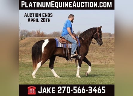 Tennessee walking horse, Ruin, 13 Jaar, 157 cm, Tobiano-alle-kleuren