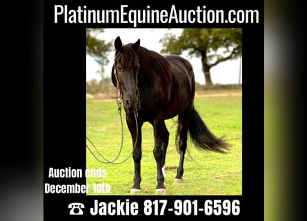Tennessee walking horse, Ruin, 14 Jaar, Zwart