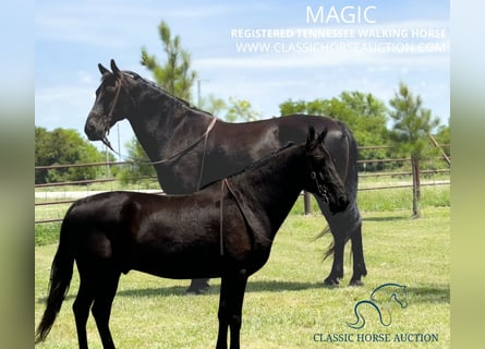 Tennessee walking horse, Ruin, 16 Jaar, 152 cm, Zwart