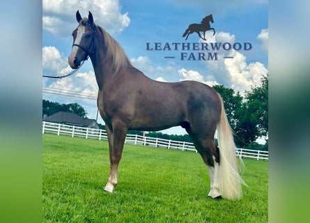 Tennessee walking horse, Ruin, 2 Jaar, 142 cm, Roodvos
