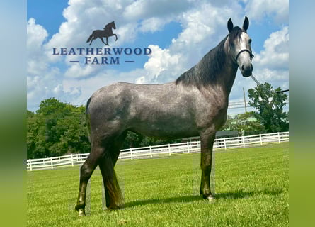 Tennessee walking horse, Ruin, 2 Jaar, 142 cm, Schimmel