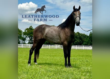 Tennessee walking horse, Ruin, 2 Jaar, 142 cm, Schimmel