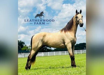 Tennessee walking horse, Ruin, 2 Jaar, 152 cm, Buckskin