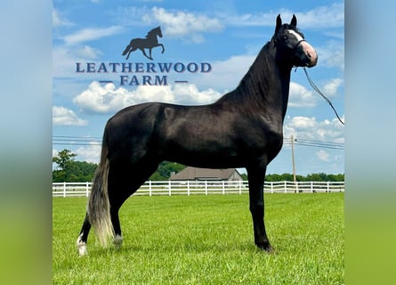 Tennessee walking horse, Ruin, 2 Jaar, 152 cm, Zwart