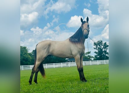 Tennessee walking horse, Ruin, 2 Jaar, 163 cm, Buckskin