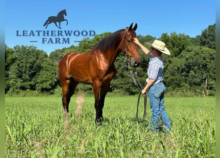 Tennessee walking horse, Ruin, 3 Jaar, 152 cm, Roodbruin