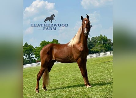Tennessee walking horse, Ruin, 3 Jaar, 152 cm, Roodvos