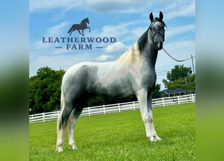 Tennessee walking horse, Ruin, 3 Jaar, 152 cm, Schimmel