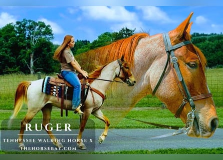 Tennessee walking horse Mix, Ruin, 4 Jaar, 142 cm, Roan-Red