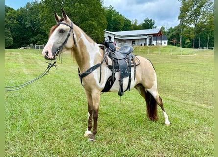 Tennessee walking horse, Ruin, 4 Jaar, 152 cm, Buckskin