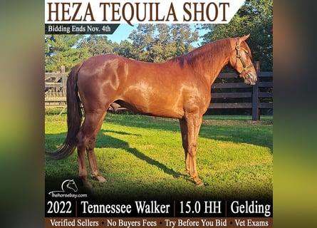 Tennessee walking horse, Ruin, 4 Jaar, 152 cm, Donkere-vos