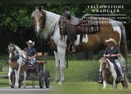 Tennessee walking horse, Ruin, 4 Jaar, 152 cm, Palomino