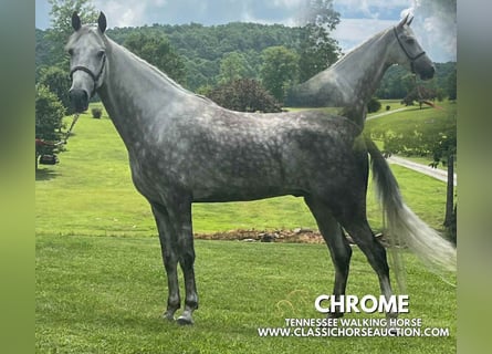 Tennessee walking horse, Ruin, 4 Jaar, 152 cm, Schimmel