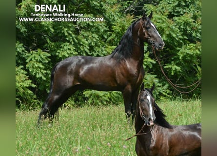 Tennessee walking horse, Ruin, 4 Jaar, 152 cm, Zwart