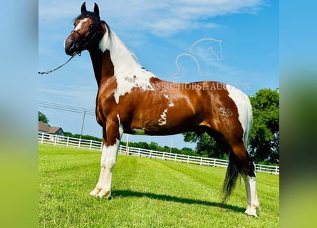 Tennessee walking horse, Ruin, 5 Jaar, 142 cm, Tobiano-alle-kleuren