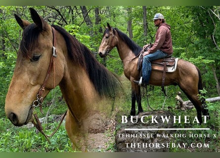 Tennessee walking horse Mix, Ruin, 5 Jaar, 150 cm, Buckskin