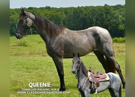 Tennessee walking horse, Ruin, 5 Jaar, 152 cm, Roan-Blue