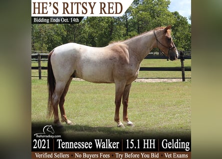 Tennessee walking horse, Ruin, 5 Jaar, 155 cm, Roan-Red