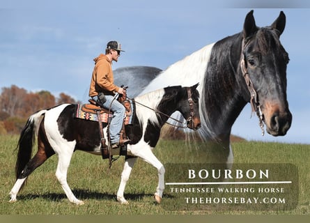 Tennessee walking horse, Ruin, 5 Jaar, 155 cm, Tobiano-alle-kleuren