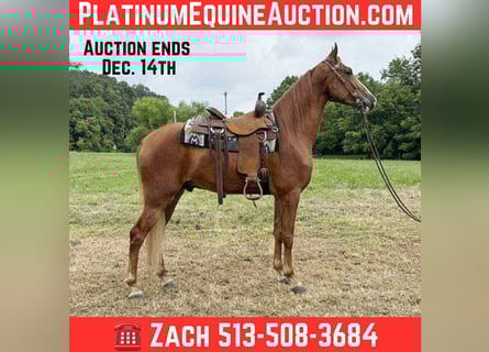 Tennessee walking horse, Ruin, 5 Jaar, 157 cm, Roodvos